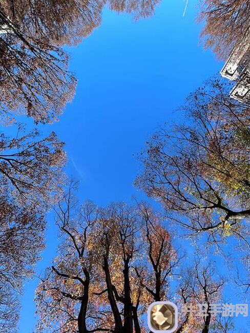 怎么选？2024年6月20日艾玛池更新，悠久之树树吗喽全属性配队自动轴攻略大盘点！