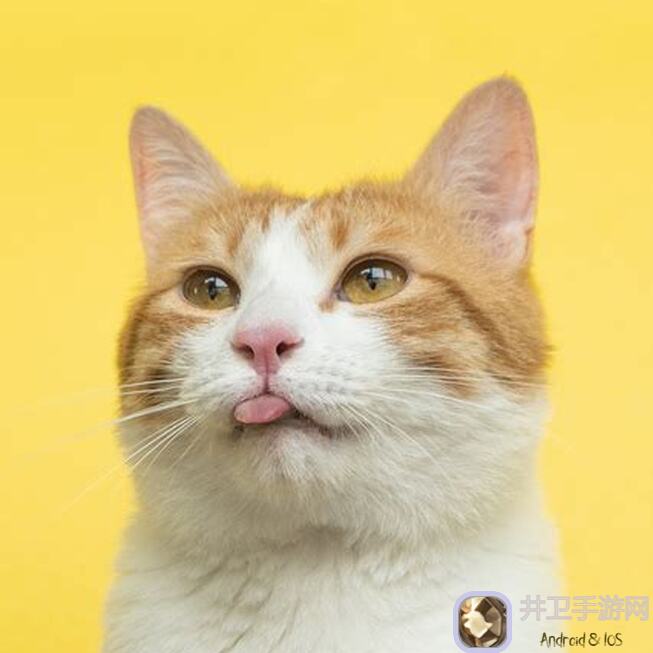 猫和老鼠S22赛季鼠方全角色测评:揭秘15000分割线鼠神榜,助你玩转新派别!