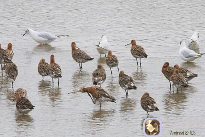 鼹鼠同行之森林之家果汁利润计算新版值不值一看,教你轻松提升效果攻略!