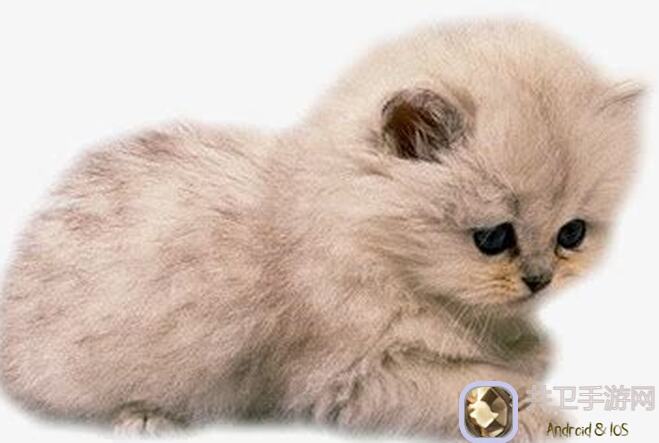 猫之城：黄金双稀有卡牌秒变入手秘籍，看我亲测揭示通关技巧